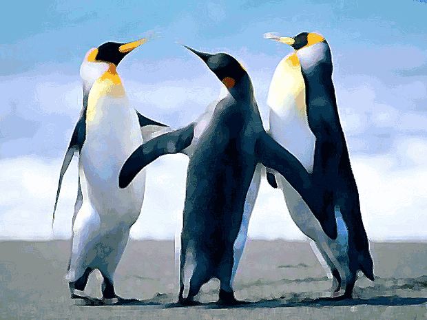 pinguins"